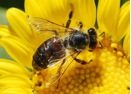 bee bee